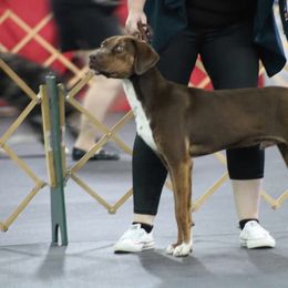 Catahoula Leopard Dog All Grown Up from 7Sins catahoulas