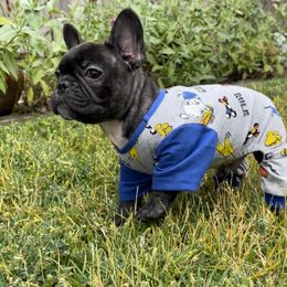 French Bulldog Puppies from Divine French Bulldogs