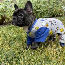 French Bulldog Puppies from Divine French Bulldogs