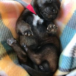 Belgian Malinois Puppies from Andrea Gumrich's Belgian Malinois