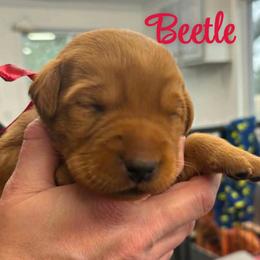 Beetle - Yellow male Labrador Retriever puppy in Sidney, Nebraska from Nebraska Strong Labradors