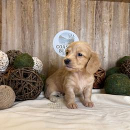 Cali - Red female Dachshund puppy in Woodbine, Georgia from Coastal Bluff Pups