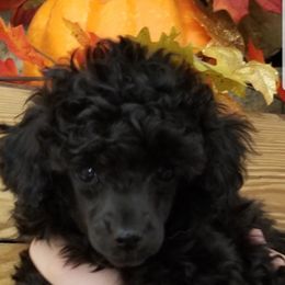 Poodle Puppies from Champion Poodles
