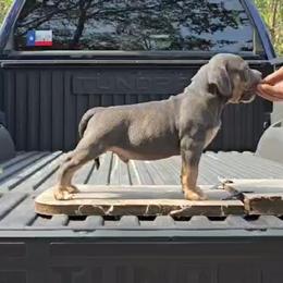 Two bit - Blue tri-color male American Bully puppy in Redfield, Arkansas from ArK9 Capabulls