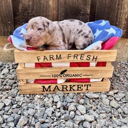 Maverick - Red merle male Catahoula Leopard Dog puppy in Washington from Coweeman Catahoulas