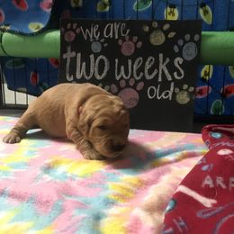 Boy 1 - Golden Retriever puppy in Argyle, Texas from Randalls Golden Retrievers