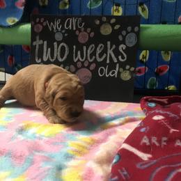 Boy 1 - Golden Retriever puppy in Argyle, Texas from Randalls Golden Retrievers