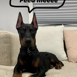 Doberman Pinscher and Labrador Retriever Puppies from Mississippi K9 Kennel