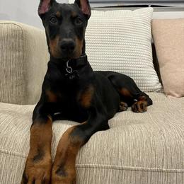 Doberman Pinscher and Labrador Retriever Puppies from Mississippi K9 Kennel