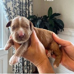 Pumpkin- Teal Collar Female - Apricot female Goldendoodle puppy in Oswego, New York from Kings Royal Mini Doodles by King Farms