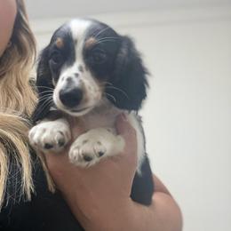 Black and Tan piebald longhair male - Black and tan male Dachshund puppy in Manteca, California from Sweet and Low Dachshunds