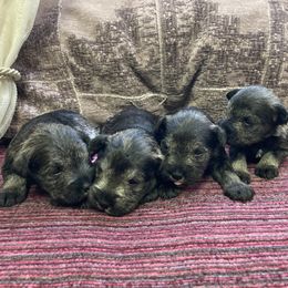 Girl 3 - Salt and pepper female Miniature Schnauzer puppy in Duncannon, Pennsylvania from Shazzam of Oz