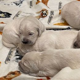 Golden Retriever Puppies from Prim Family Goldens