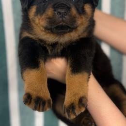 Second Pick Male - Black and mahogany male Rottweiler puppy in Fredericktown, Missouri from Obsessions Rottweiler