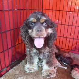 Cappy - Cocker Spaniel