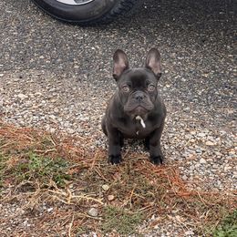 Roz - Brindle female French Bulldog puppy in Spring Creek, Nevada from Rowdy Rowleyz Enshrined Frenchies LLC