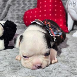 Rhea Ripley - Black brindle and white female Boston Terrier puppy in Millers Creek, North Carolina from Tumbling Shoals Hilltop Bostons