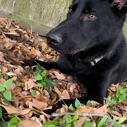 German Shepherds from Big House Kennels