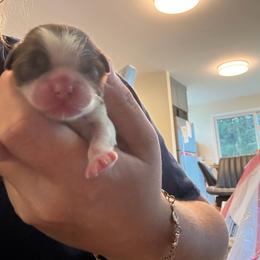 Cupcake - Liver and white female Shih Tzu puppy in Riverhead, New York from Eastern Long Island Shih Tzu
