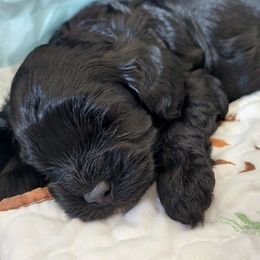 Boy 2 - Cavapoo puppy in Maryland from Carlson Cavapoos