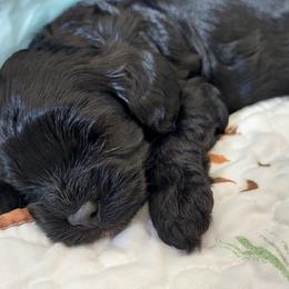 Boy 2 - Cavapoo puppy in Maryland from Carlson Cavapoos