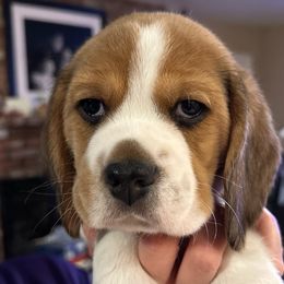 "Peter" - blue boy - Black tan and white Beagle puppy in Las Vegas, Nevada from Vegas Valle Beagles
