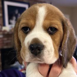 "Peter" - blue boy - Black tan and white Beagle puppy in Las Vegas, Nevada from Vegas Valle Beagles