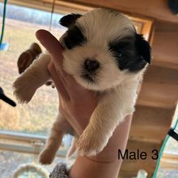 Milo - Tricolor male Shih Tzu puppy in Carthage, Missouri from Rocking H Dogs