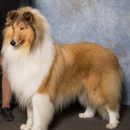 Collies from Tairis Collies