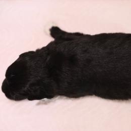 Miniature Australian Shepherd Puppies from Garay Mini Aussies