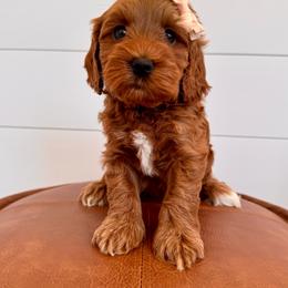 Girl 2 - Red female Australian Labradoodle puppy in Prunedale, California from Summer Hill Labradoodles