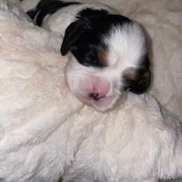 Cavalier King Charles Spaniel Puppies from Cassie’s Cavaliers