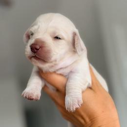 Boy 3 - Cream male Dachshund puppy in Martinsville, Virginia from Ana’s Beautiful Doxies
