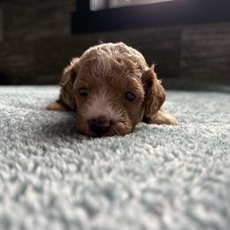 Sunny - Apricot male Cavapoo puppy in Osseo, Michigan from Smiths Fluffy butts