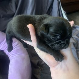 Pug Puppies from The Grumble Pack