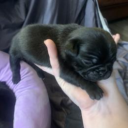 Pug Puppies from The Grumble Pack