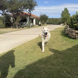 Berger Blanc Suisse and German Shepherd Puppies from Scenic Creek German Shepherds and White Swiss Shepherds