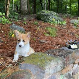 Pembroke Welsh Corgi Puppies from Dalton Family Corgis