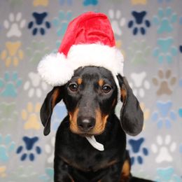 Buddy - Black and tan male Dachshund puppy in Red Bud, Illinois from Midwest Miniature Dachshunds