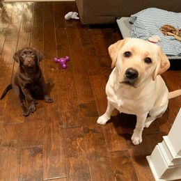 Labrador Retriever Puppies from Commander Labradors