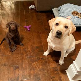 Labrador Retriever Puppies from Commander Labradors