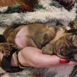 Girl 1 - Cream Dachshund puppy in Salem, Oregon from Queen’s  Family Dachshunds