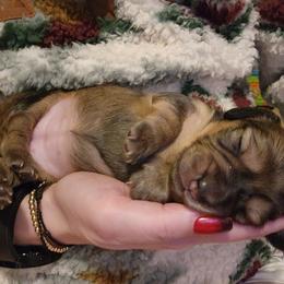 Girl 1 - Cream Dachshund puppy in Salem, Oregon from Queen’s  Family Dachshunds