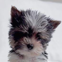 Valentine's Day Special 2,000 French Fry - Black tan and white male Biewer Terrier puppy in Cartersville, Georgia from Alpha Tiny Paws