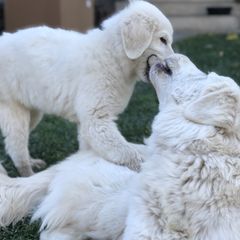 Maremma Sheepdogs from Naranjo Hills Farm
