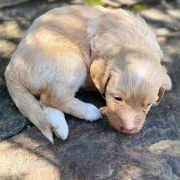 Sunny - Red female Bernedoodle puppy in Monument, Colorado from Colorado Dreamin Doodles