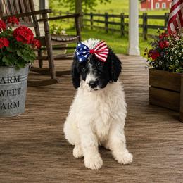 Olaf - Parti female Poodle puppy in Washington, Pennsylvania from Patriotic Poodles