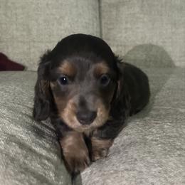 Dachshund puppies from Jennifer's Dachshunds