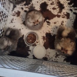 Pomeranian Puppies from Meek's Poms