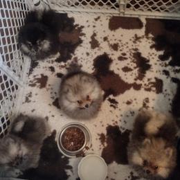 Pomeranian Puppies from Meek's Poms